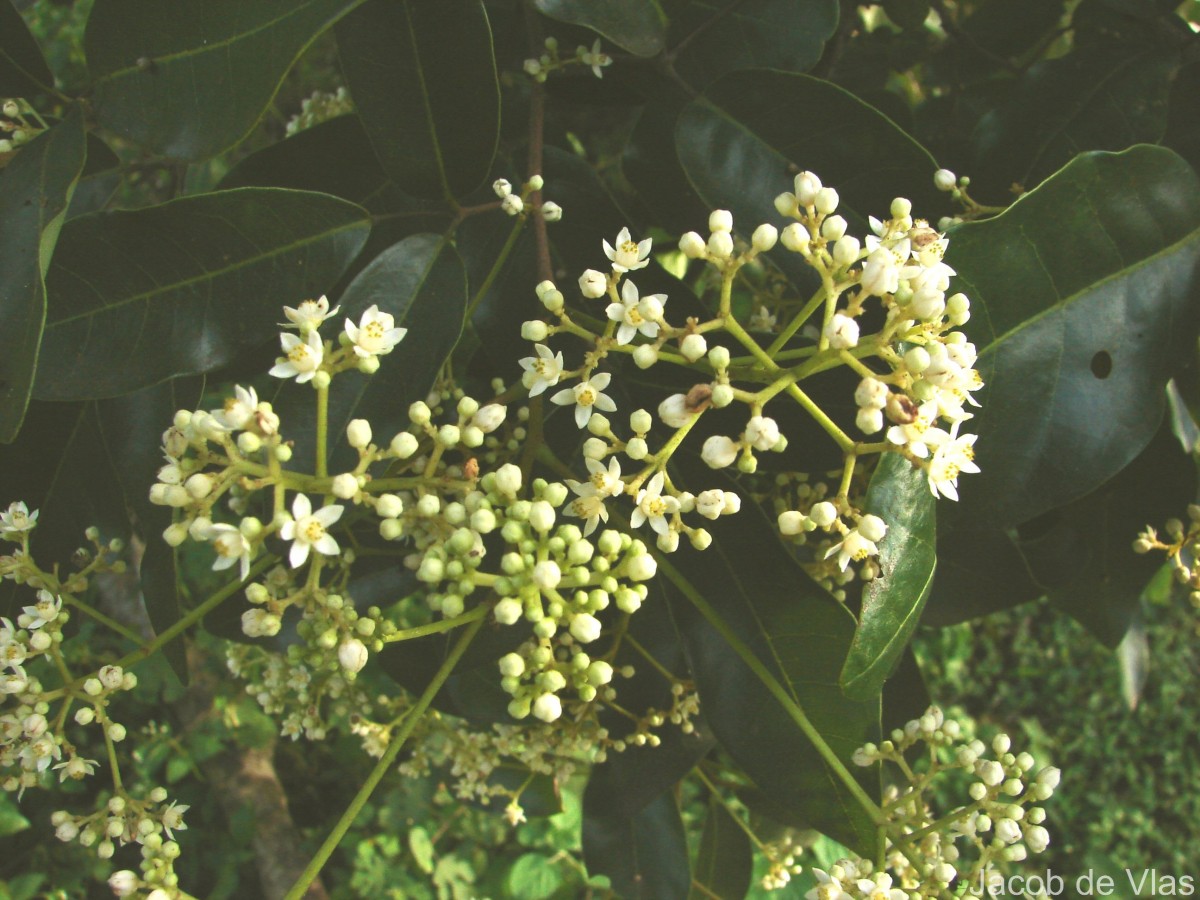 Walsura trifoliolata